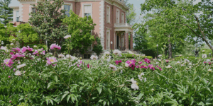 Flowers in the Gardens on the Mansion grounds